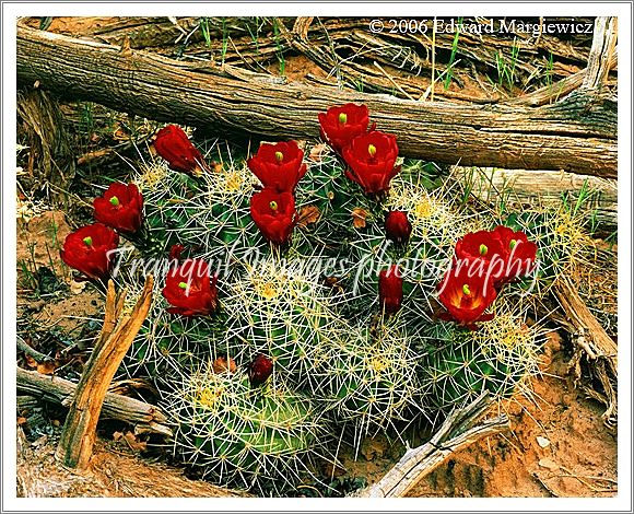 450153   Cactus Flowers in Capital Reef 